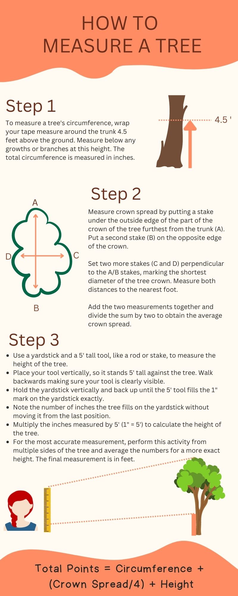 how-to-measure-a-tree